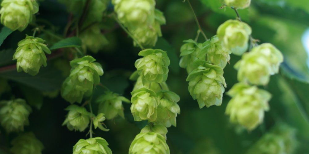 Il luppolo, conoscere gli ingredienti della birra